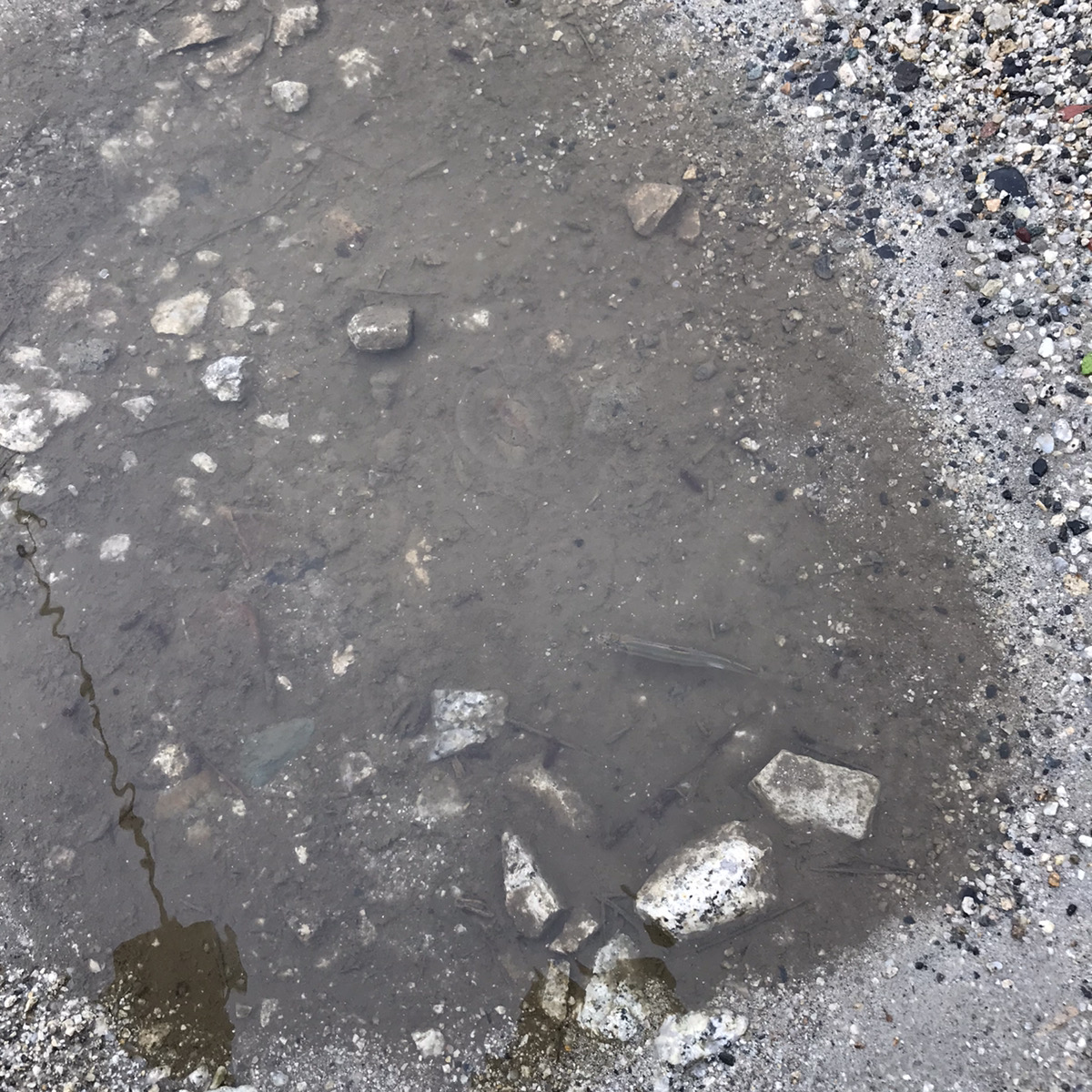 空から魚が降ってくる⁈あのファフロツキーズ現象をついに経験⁈ | KAESU